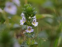 Euphrasia stricta 34, Stijve ogentroost, Saxifraga-Luuk Vermeer