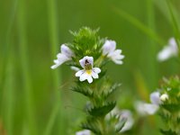 Euphrasia stricta 4, Stijve ogentroost, Saxifraga-Rudmer Zwerver