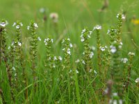 Euphrasia stricta 7, Stijve ogentroost, Saxifraga-Rudmer Zwerver