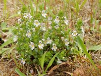 Euphrasia stricta sl 10, Stijve ogentroost, Saxifraga-Peter Meininger