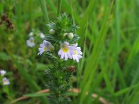 Euphrasia tetraquetra 2, Vierrijige ogentroost, Saxifraga-Rutger Barendse