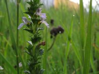 Euphrasia tetraquetra 3, Vierrijige ogentroost, Saxifraga-Rutger Barendse