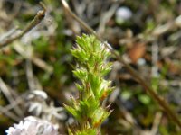 Euphrasia tetraquetra 4, Vierrijige ogentroost, Saxifraga-Rutger Barendse