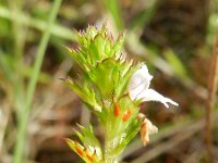 Euphrasia tetraquetra 5, Vierrijige ogentroost, Saxifraga-Rutger Barendse