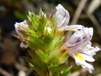 Euphrasia tetraquetra 6, Vierrijige ogentroost, Saxifraga-Rutger Barendse