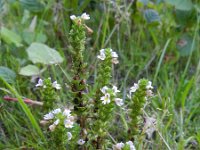 Euphrasia tetraquetra 7, Vierrijige ogentroost, Saxifraga-Rutger Barendse