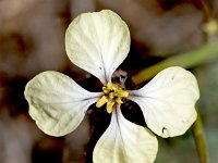 Euzomodendron bourgaeanum