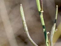 Euzomodendron bourgaeanum 2, Saxifraga-Sonja Bouwman  Euzomodendron bourgaeanum - Brassicaceae familie