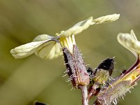 Euzomodendron bourgaeanum 3, Saxifraga-Sonja Bouwman  Euzomodendron bourgaeanum - Brassicaceae familie