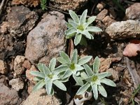 Evax asterisciflora 2, Saxifraga-Jeroen Willemsen