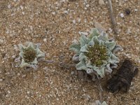 Evax lusitanica 2, Saxifraga-Willem van Kruijsbergen