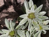 Evax pygmaea 3, Saxifraga-Rutger Barendse