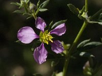 Fagonia cretica 11, Saxifraga-Jan van der Straaten