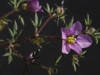 Fagonia cretica 13, Saxifraga-Jan van der Straaten