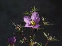 Fagonia cretica 15, Saxifraga-Jan van der Straaten