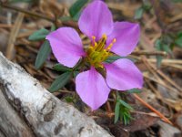 Fagonia cretica 16, Saxifraga-Ed Stikvoort