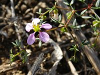 Fagonia cretica 20, Saxifraga-Rutger Barendse