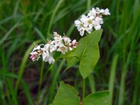 Fagopyrum esculentum 8, Boekweit, Saxifraga-Ed Stikvoort