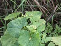 Fagopyrum tataricum 5, Franse boekweit, Saxifraga-Peter Meininger