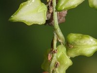 Fagopyrum tataricum 9, Franse boekweit, Saxifraga-Hans Boll