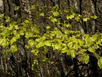 Fagus sylvatica 13, Beuk, Saxifraga-Marijke Verhagen