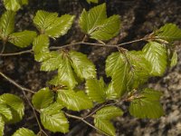 Fagus sylvatica 15, Beuk, Saxifraga-Marijke Verhagen