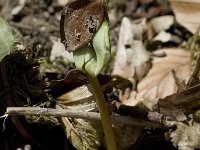 Fagus sylvatica 17, Beuk, Saxifraga-Jan van der Straaten