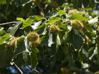 Fagus sylvatica 23, Beuk, Saxifraga-Jan van der Straaten