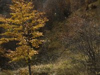 Fagus sylvatica 30, Beuk, Saxifraga-Jan van der Straaten