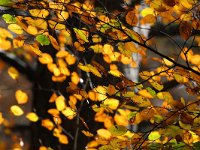 Fagus sylvatica 33, Beuk, Saxifraga-Bart Vastenhouw