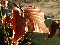 Fagus sylvatica 35, Beuk, Saxifraga-Hans Boll