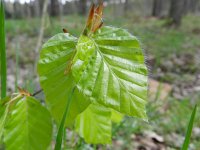 Fagus sylvatica 36, Beuk, Saxifraga-Hans Boll