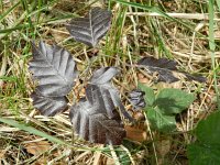 Fagus sylvatica 37, Beuk, Saxifraga-Hans Boll