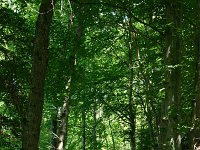 Fagus sylvatica 40, Beuk, Saxifraga-Dirk Hilbers