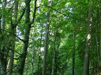 Fagus sylvatica 43, Beuk, Saxifraga-Dirk Hilbers