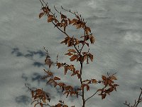 Fagus sylvatica 5, Beuk, Saxifraga-Jan van der Straaten