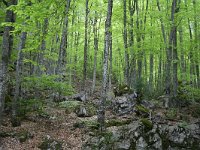 Fagus sylvatica 50, Beuk, Saxifraga-Dirk Hilbers