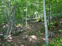 Fagus sylvatica 51, Beuk, Saxifraga-Dirk Hilbers