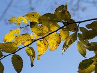 Fagus sylvatica 56, Beuk, Saxifraga-Roel Meijer  Backlit autum leaves of Beech (Fagus sylvatica) on blue sky : autumn, autumnal, change, fall, flora, floral, growth, leaf, leaves, natural, nature, beech, fagus, blue sky, fagus sylvatica, green, yellow, tree