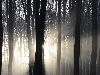 Fagus sylvatica 60, Beuk, Saxifraga-Luuk Vermeer