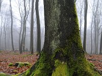 Fagus sylvatica 75, Beuk, Saxifraga-Luuk Vermeer