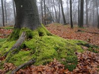 Fagus sylvatica 77, Beuk, Saxifraga-Luuk Vermeer