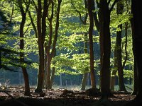 Fagus sylvatica 80, Beuk, Saxifraga-Luuk Vermeer