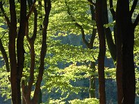 Fagus sylvatica 81, Beuk, Saxifraga-Luuk Vermeer