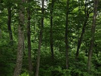 Fagus sylvatica 82, Beuk, Saxifraga-Harry Jans