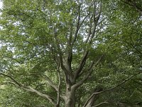 Fagus sylvatica 83, Beuk, Saxifraga-Willem van Kruijsbergen