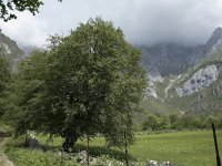 Fagus sylvatica 85, Beuk, Saxifraga-Willem van Kruijsbergen