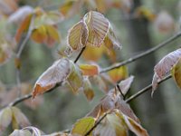 Fagus sylvatica 93, Beuk, Saxifraga-Tom Heijnen