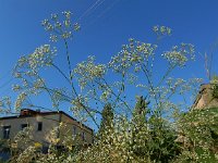 Falcaria vulgaris 15, Sikkelkruid, Saxifraga-Ed Stikvoort