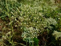 Falcaria vulgaris 16, Sikkelkruid, Saxifraga-Ed Stikvoort